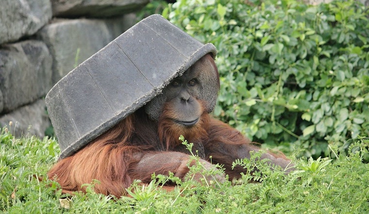 Philadelphia Zoo Celebrates Public Debut of Endangered Sumatran Orangutan Jambi and Mother Tua