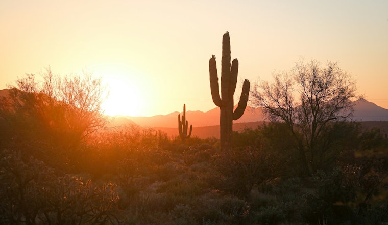Phoenix Plants Wither as City Faces Record Temperatures, Experts Recommend Urgent Watering Measures