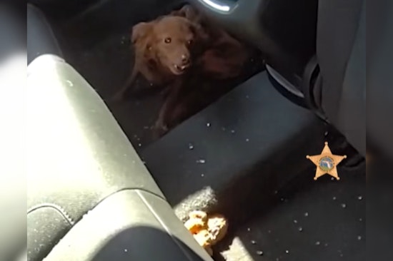 Pinellas County Deputies Smash SUV Window to Rescue Dog from Heat and Charge Owners with Animal Cruelty