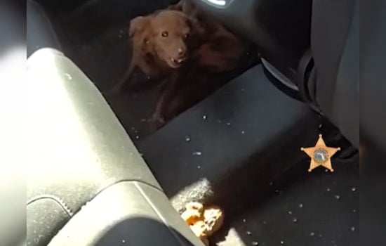 Pinellas County Deputies Smash SUV Window to Rescue Dog from Heat and Charge Owners with Animal Cruelty