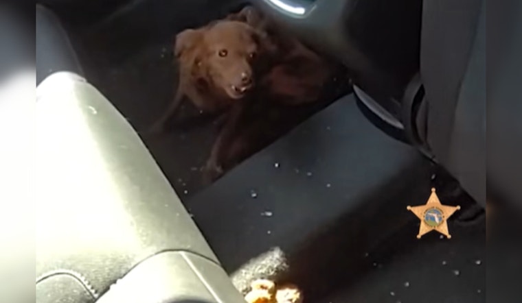 Pinellas County Deputies Smash SUV Window to Rescue Dog from Heat and Charge Owners with Animal Cruelty
