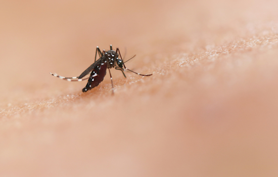 Pittsburgh and Surrounding Boroughs Brace for West Nile Virus Mosquito Treatments Starting August 19