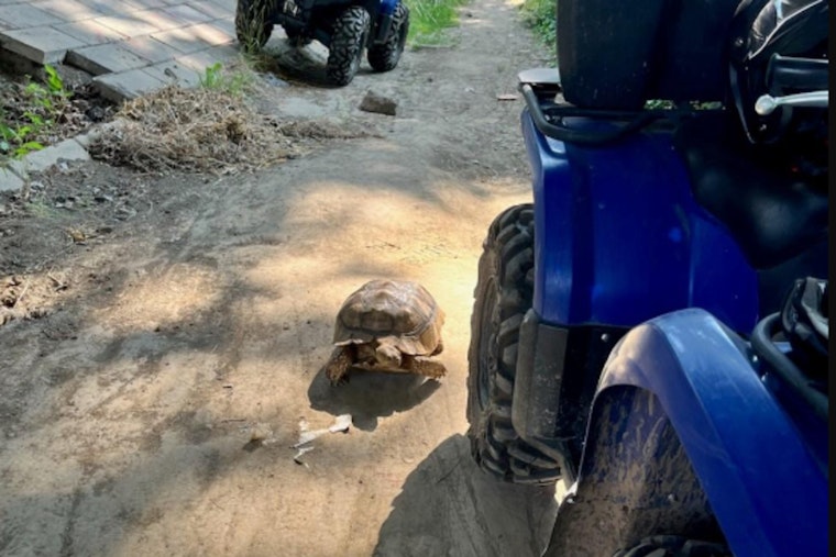 Portland Police Pivot from Outreach to Pet Rescue, Ensuring Runaway Tortoise's Safe Return Home