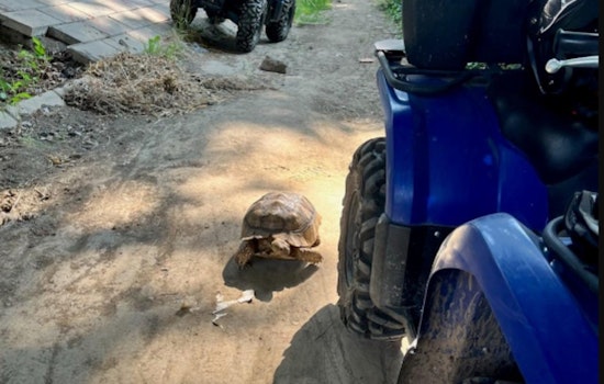 Portland Police Pivot from Outreach to Pet Rescue, Ensuring Runaway Tortoise's Safe Return Home