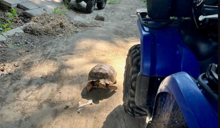 Portland Police Pivot from Outreach to Pet Rescue, Ensuring Runaway Tortoise's Safe Return Home