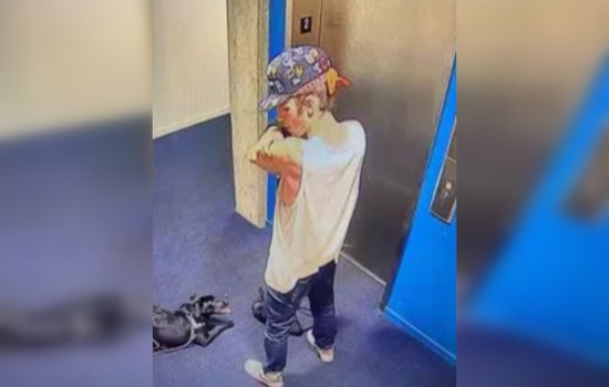Portland Police Seek Public's Help in Identifying Suspect Accused of Animal Cruelty on NE Holladay Street