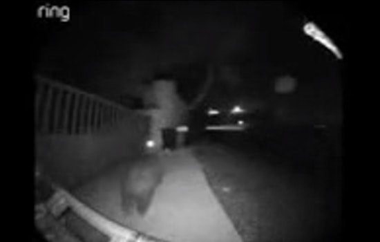 Rare Black Bear Sighting Caught on Camera in Malibu Knolls Raises Community Awareness on Wildlife Safety