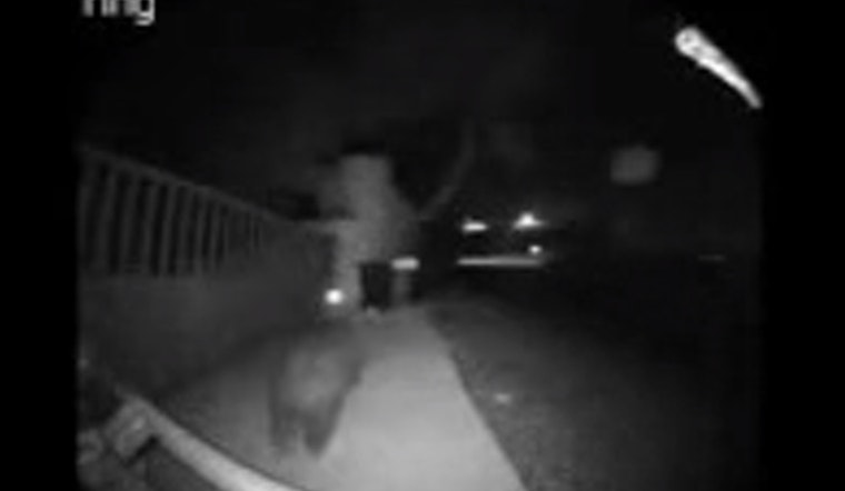 Rare Black Bear Sighting Caught on Camera in Malibu Knolls Raises Community Awareness on Wildlife Safety