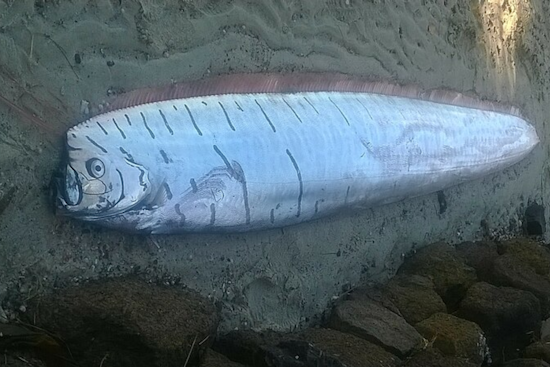 Rare Deep-Sea Oarfish Discovered at La Jolla Cove Sparks Scientific Study at Scripps Institution of Oceanography