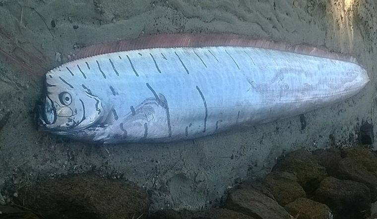 Rare Deep-Sea Oarfish Discovered at La Jolla Cove Sparks Scientific Study at Scripps Institution of Oceanography
