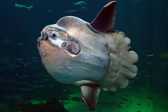 Rare Ocean Sunfish Wash Ashore on Oregon's Sunset Beach, Stoking Curiosity and Concern