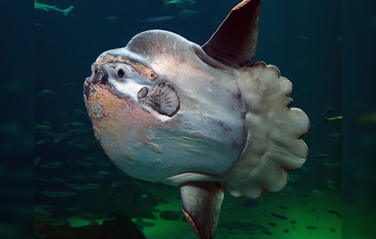Rare Ocean Sunfish Wash Ashore on Oregon's Sunset Beach, Stoking Curiosity and Concern