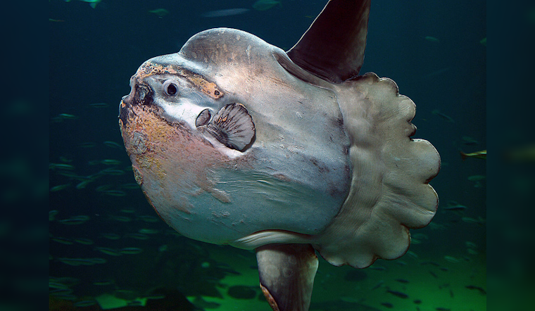 Rare Ocean Sunfish Wash Ashore on Oregon's Sunset Beach, Stoking Curiosity and Concern