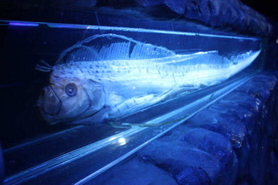Rare "Sea Serpent" Oarfish Found in La Jolla Cove Spurs Scientific Excitement