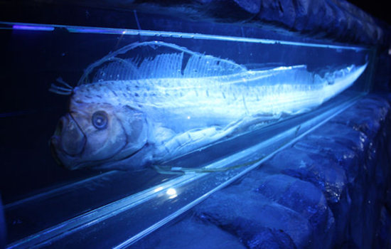 Rare "Sea Serpent" Oarfish Found in La Jolla Cove Spurs Scientific Excitement