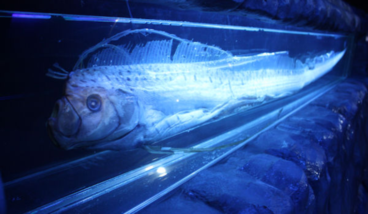 Rare "Sea Serpent" Oarfish Found in La Jolla Cove Spurs Scientific Excitement