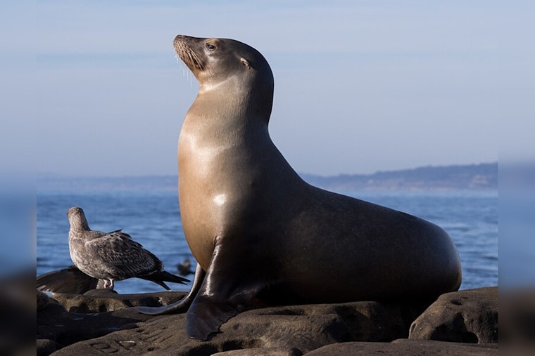 Redondo Beach Celebrates as Rehabilitated Sea Lions Return to the Ocean