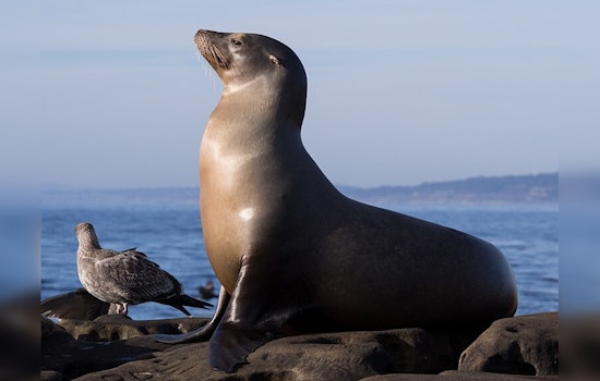 Redondo Beach Celebrates as Rehabilitated Sea Lions Return to the Ocean