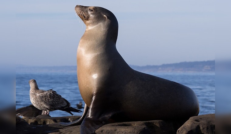 Redondo Beach Celebrates as Rehabilitated Sea Lions Return to the Ocean