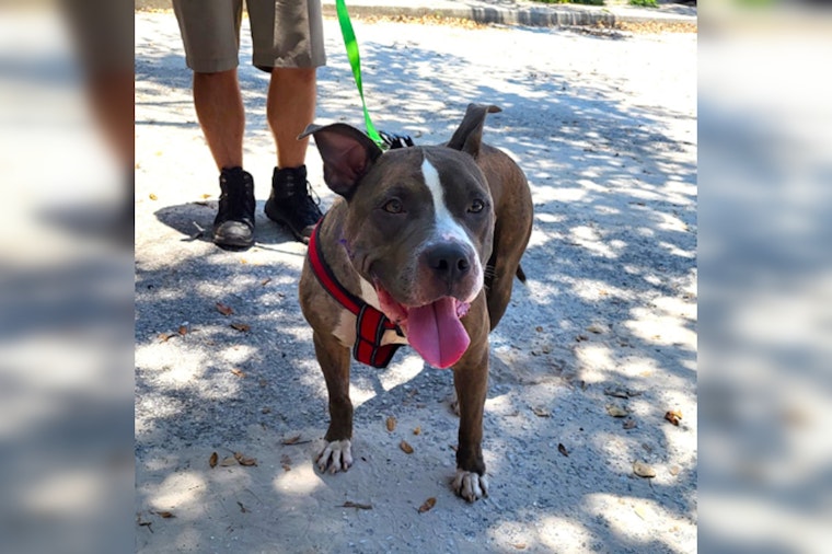 Rescue Dog With 7-Pound Tumor Finds Forever Home in Pinellas After Successful Surgery