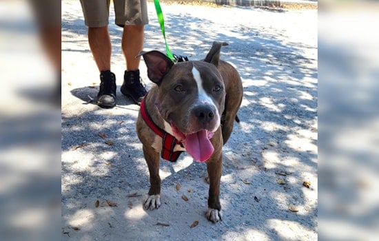 Rescue Dog With 7-Pound Tumor Finds Forever Home in Pinellas After Successful Surgery
