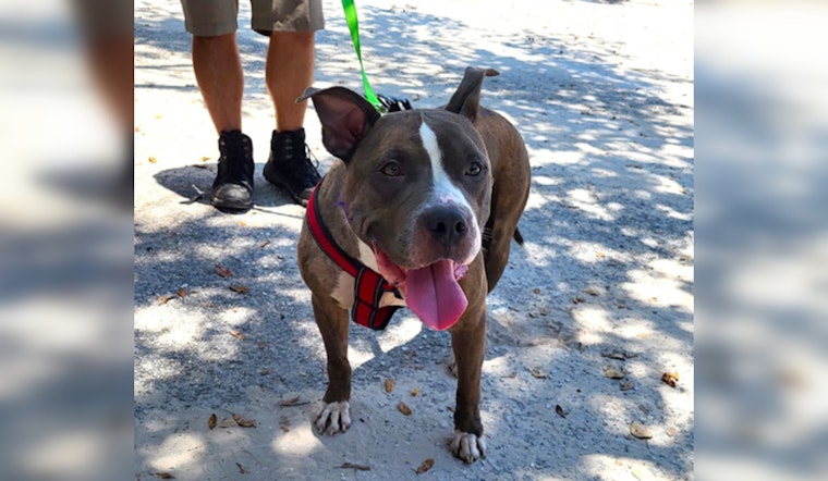 Rescue Dog With 7-Pound Tumor Finds Forever Home in Pinellas After Successful Surgery