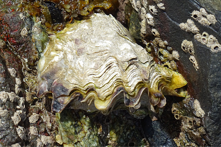 Rising Temperatures in San Diego Bay Escalate Herpes Virus Threat to Pacific Oysters, Scripps Research Reveals