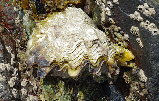 Rising Temperatures in San Diego Bay Escalate Herpes Virus Threat to Pacific Oysters, Scripps Research Reveals