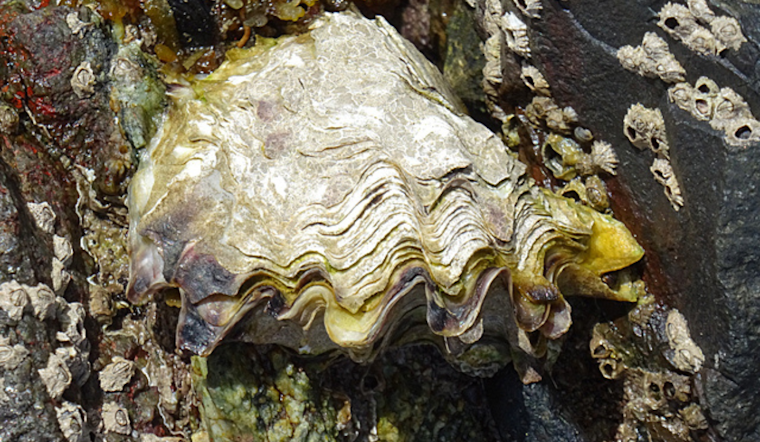 Rising Temperatures in San Diego Bay Escalate Herpes Virus Threat to Pacific Oysters, Scripps Research Reveals