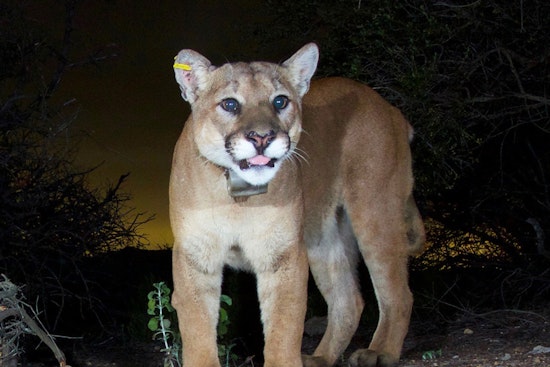 Roseville Officials Issue Safety Tips Amid Recent Mountain Lion Sightings Near Interstate 80