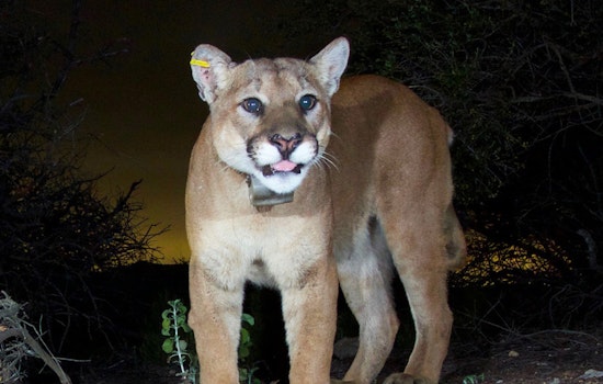 Roseville Officials Issue Safety Tips Amid Recent Mountain Lion Sightings Near Interstate 80