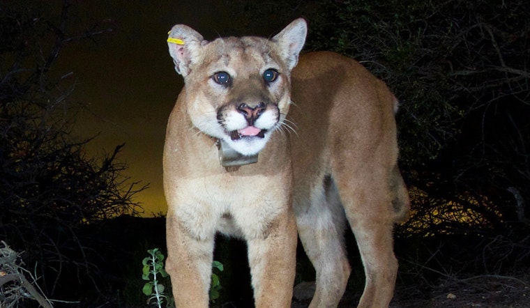 Roseville Officials Issue Safety Tips Amid Recent Mountain Lion Sightings Near Interstate 80