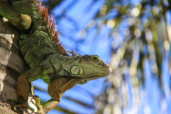 Roseville Set to Host Reptilian Nation Expo, Reptile Lovers Gear Up for Weekend Adventure at @TheGrounds