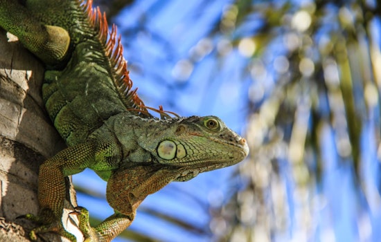 Roseville Set to Host Reptilian Nation Expo, Reptile Lovers Gear Up for Weekend Adventure at @TheGrounds