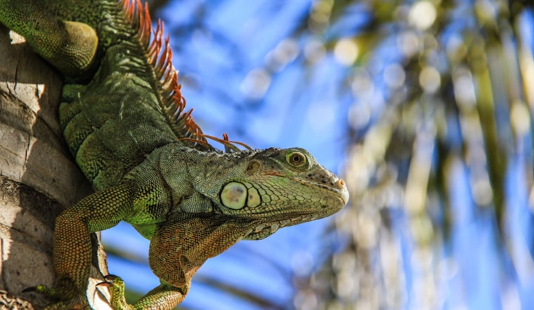 Roseville Set to Host Reptilian Nation Expo, Reptile Lovers Gear Up for Weekend Adventure at @TheGrounds