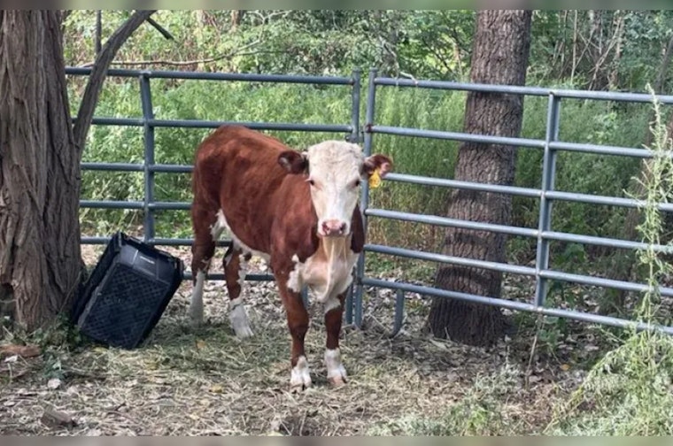Roslindale's Roaming Bull Captured After Two-Month Trek Through Boston Neighborhood