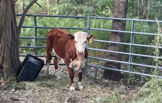 Roslindale's Roaming Bull Captured After Two-Month Trek Through Boston Neighborhood