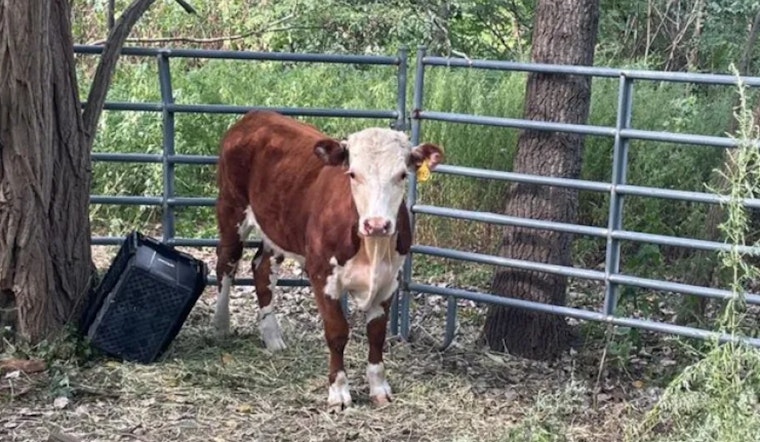 Roslindale's Roaming Bull Captured After Two-Month Trek Through Boston Neighborhood