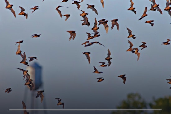 Round Rock Residents Advised to Seal Homes, Avoid Bats After Rabies Outbreak
