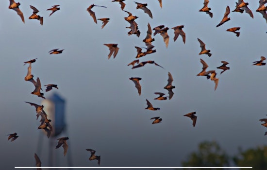 Round Rock Residents Advised to Seal Homes, Avoid Bats After Rabies Outbreak