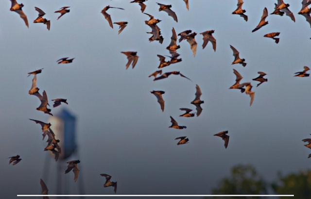 Round Rock Residents Advised to Seal Homes, Avoid Bats After Rabies Outbreak