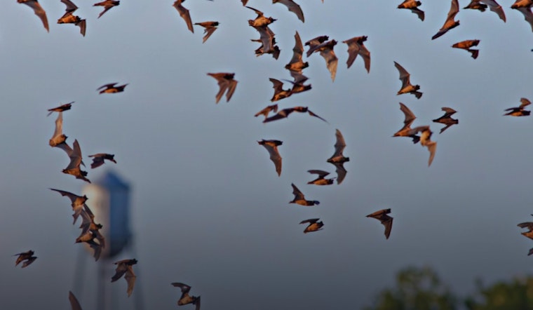 Round Rock Residents Advised to Seal Homes, Avoid Bats After Rabies Outbreak