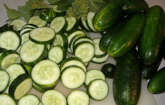 Salmonella Outbreak Linked to Florida Cucumbers Prompts CDC Investigation and Multi-State Recalls