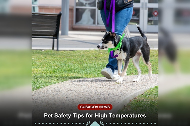 San Antonio Animal Care Services Issues Heat Safety Advisory for Pet Owners Amid Soaring Temperatures