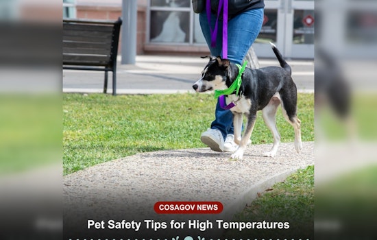 San Antonio Animal Care Services Issues Heat Safety Advisory for Pet Owners Amid Soaring Temperatures