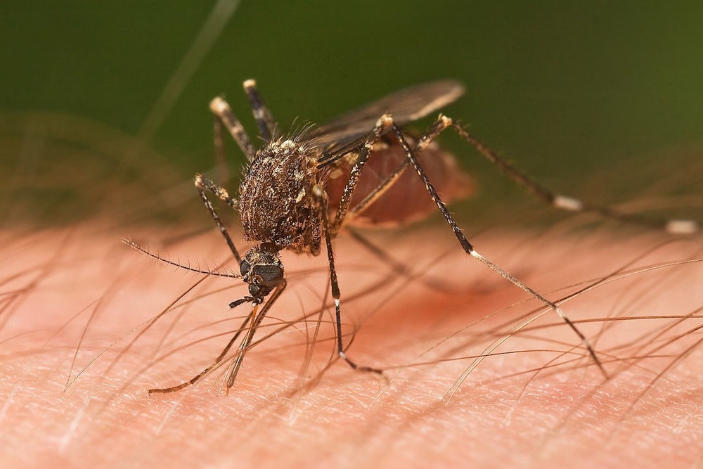 San Antonio Battles West Nile Virus Threat as Mosquitoes Test Positive Across the City