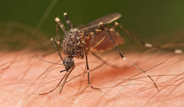 San Antonio Battles West Nile Virus Threat as Mosquitoes Test Positive Across the City