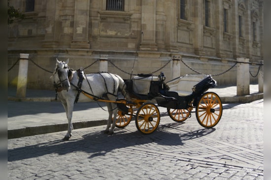 San Antonio Residents Weigh in on Horse-Drawn Carriage Ban with Record Survey Participation