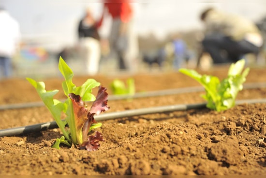 San Antonio Teachers Dedicate Summer to Agricultural Education and Combatting Student Hunger