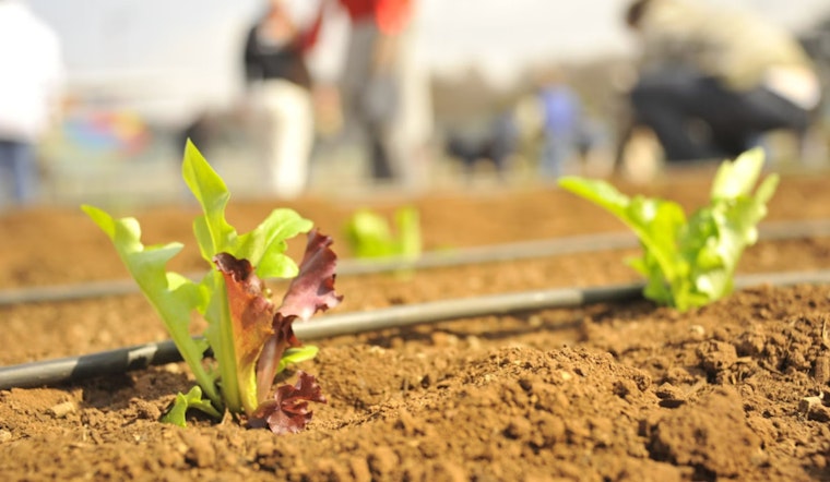 San Antonio Teachers Dedicate Summer to Agricultural Education and Combatting Student Hunger